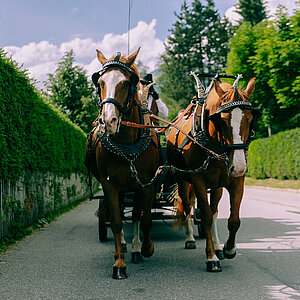 Zwei braune Pferde mit weisser Stirn ziehen eine Kutsche. Sie haben verzierte Lederriemen um den Kopf. Dahinter sieht man den Kutscher in alter Kleidung. Rechts und links der Strasse sind hohe Pflanzenhecken zu sehen. Die Sonne scheint